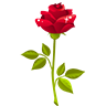 鲜花